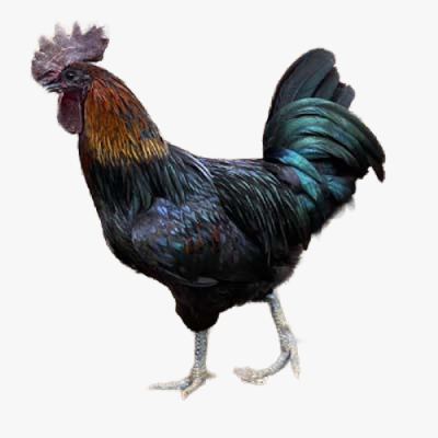 Gà H'mông Bố mẹ