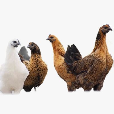 Kinh Nghiệm Nuôi Gà H'mông Thương Phẩm